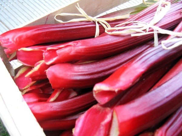 Producteur de rhubarbes