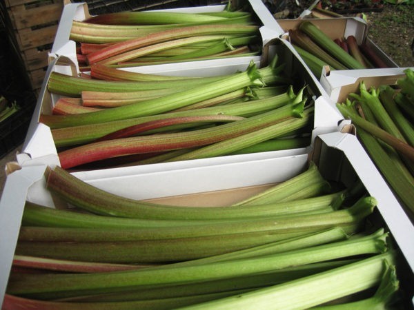 Rhubarbes "Goliath"