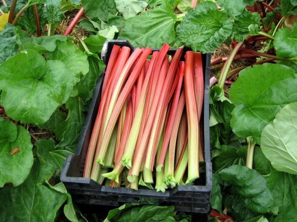 Rhubarbes "Mikoot"