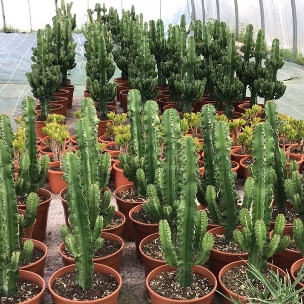 Les Cactées de Saint-Jean