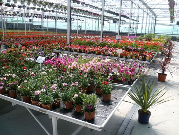 Serres de production de Merel Horticulture