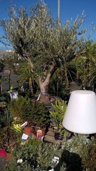 Jardinerie Jardin Décor