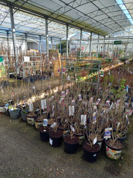 Les arbres et arbustes de la Jardinerie Favennec