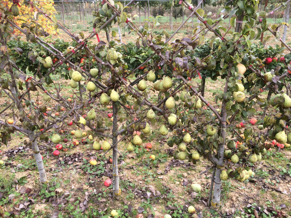 Les fruitiers des Jardins de Poigny