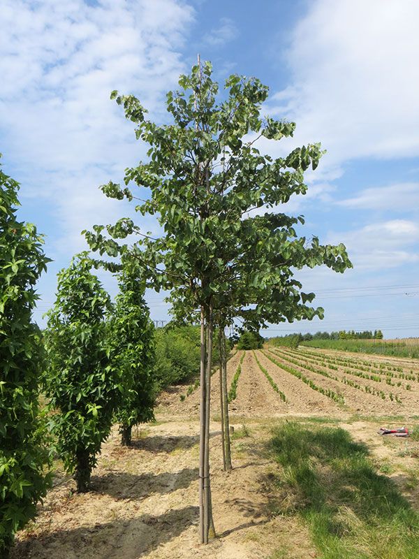 Les arbres de la Jardinerie des Pépinières Chatelain