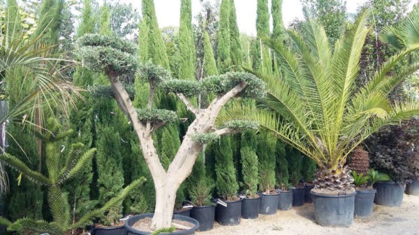 Les arbres de la Pépinière Terra Verde