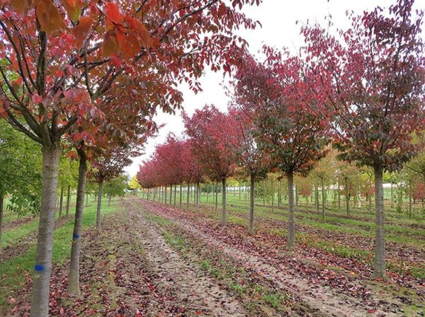La production d'arbres des Pépinières Chatelain