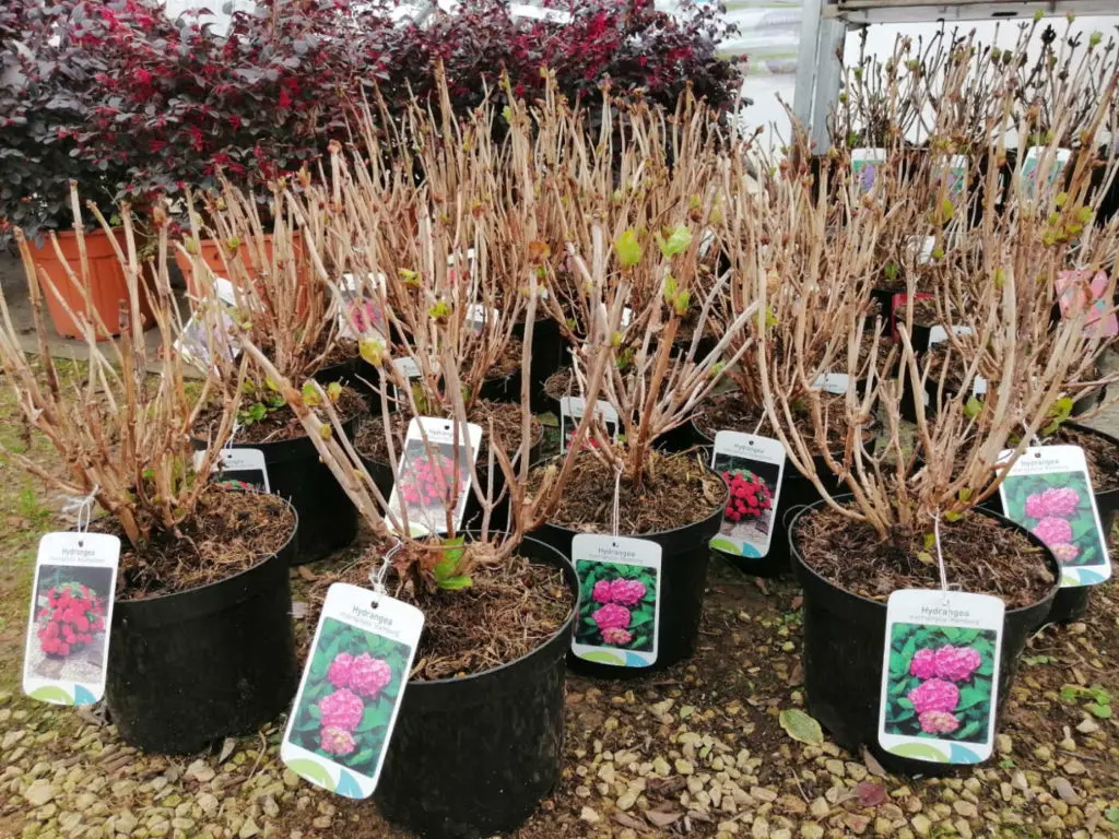 Arbustes des P&eacute;pini&egrave;res Bourinet