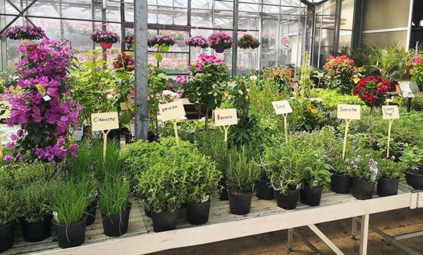 Aromatiques