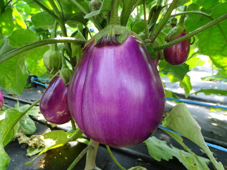 Les aubergines 