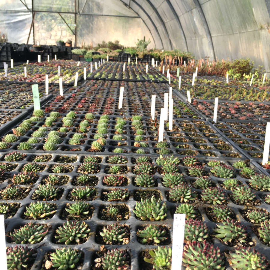 Boutures de sempervivum