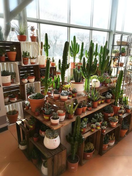 Cactées et succulentes de Pradel Horticulture