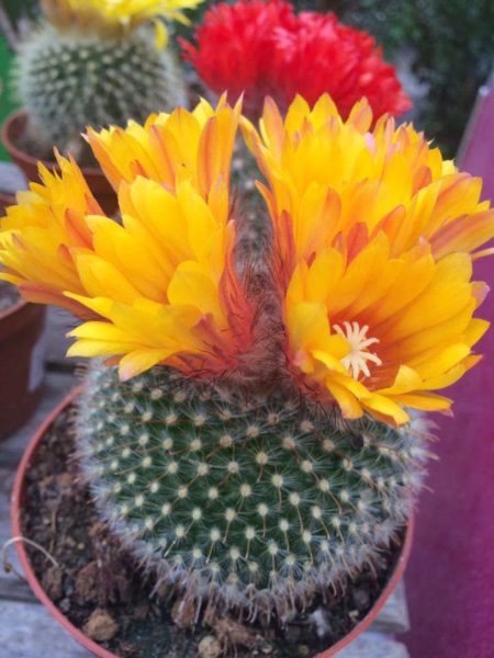 Les cactus des Serres de Saint André