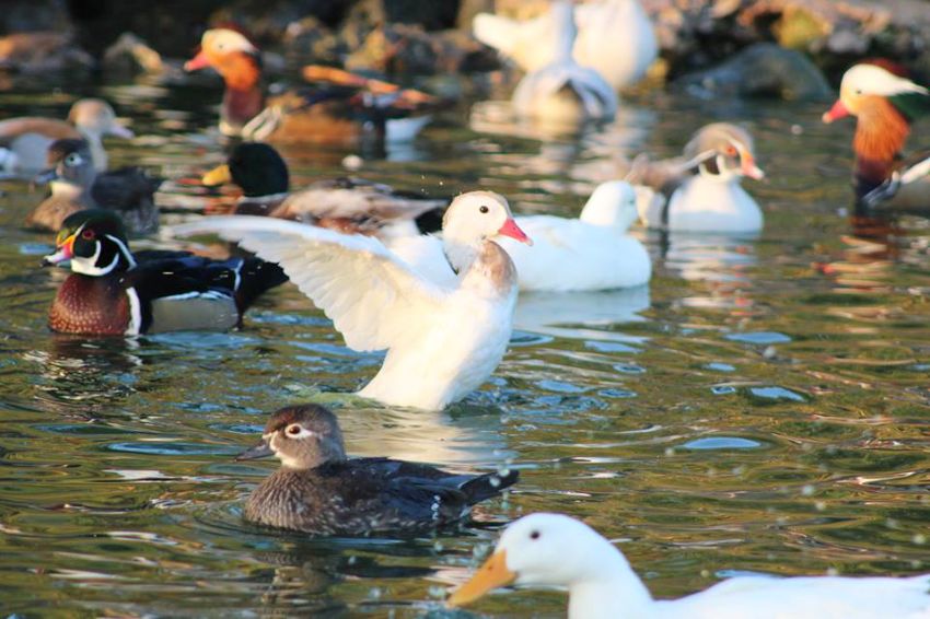 Canards du parc