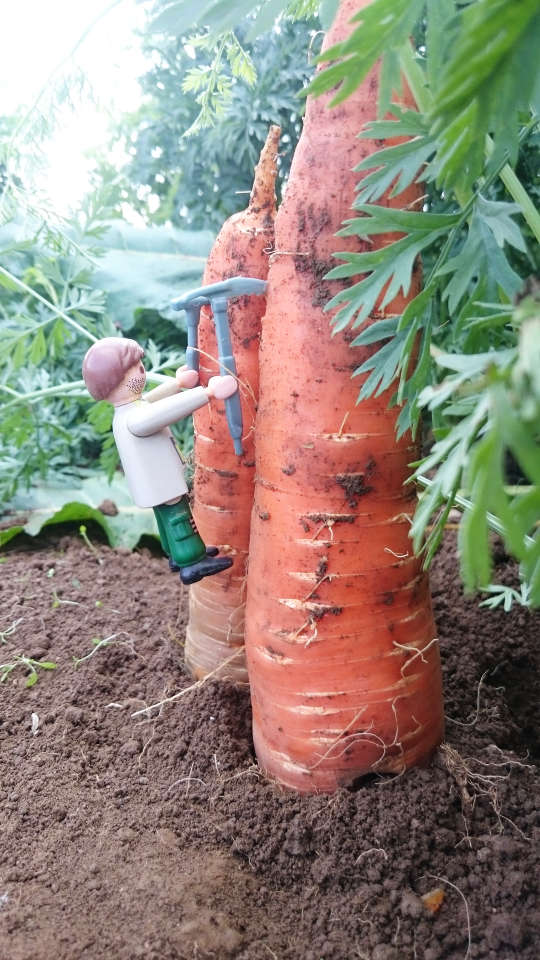 Les carottes bio
