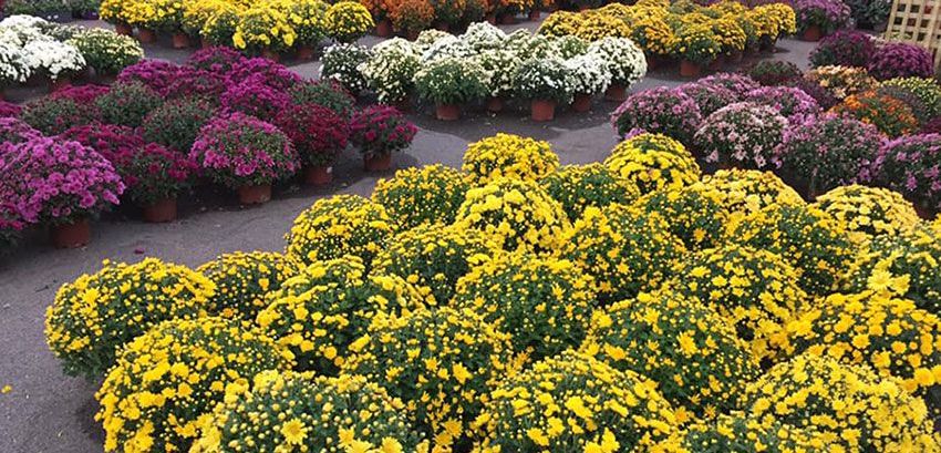 Chrysanthème JardiPlus