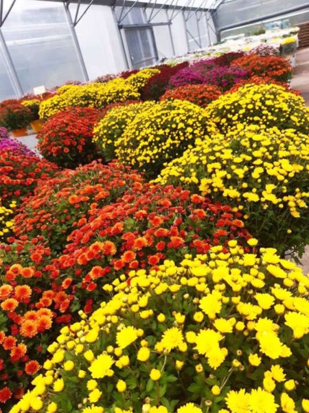 Les chrysanthèmes