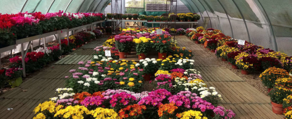 Chrysanthèmes de la Jardinerie Leroux