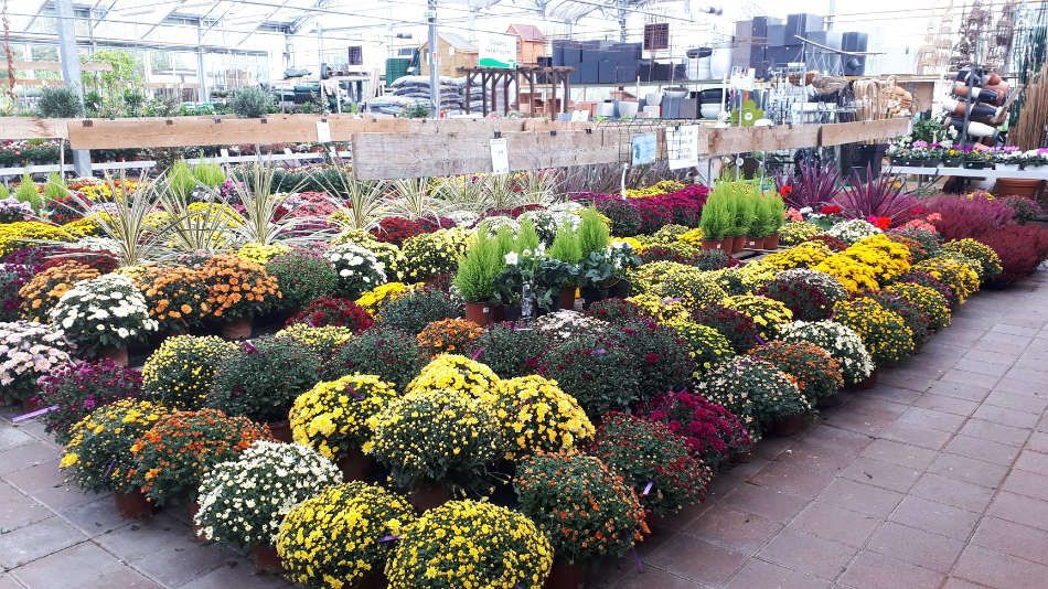 Les chrysanthèmes