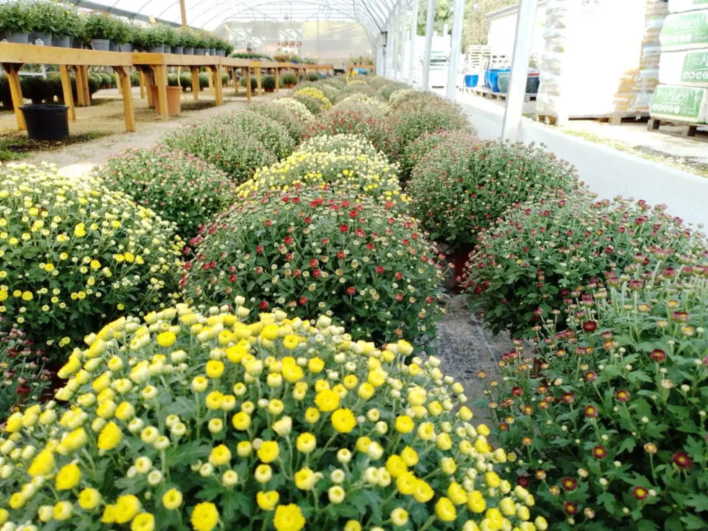 Chrysanth&egrave;mes des P&eacute;pini&egrave;res Bourinet