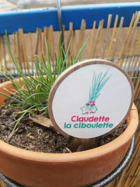 Claudette la ciboulette