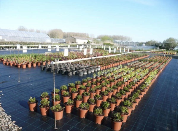 Culture des Jardins de la Fée