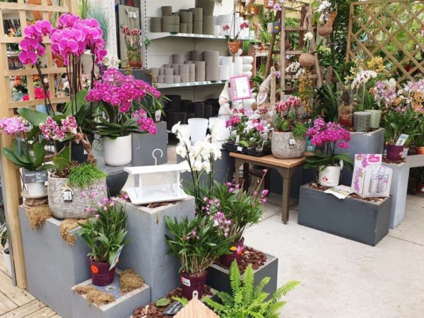 Les plantes d'intérieur