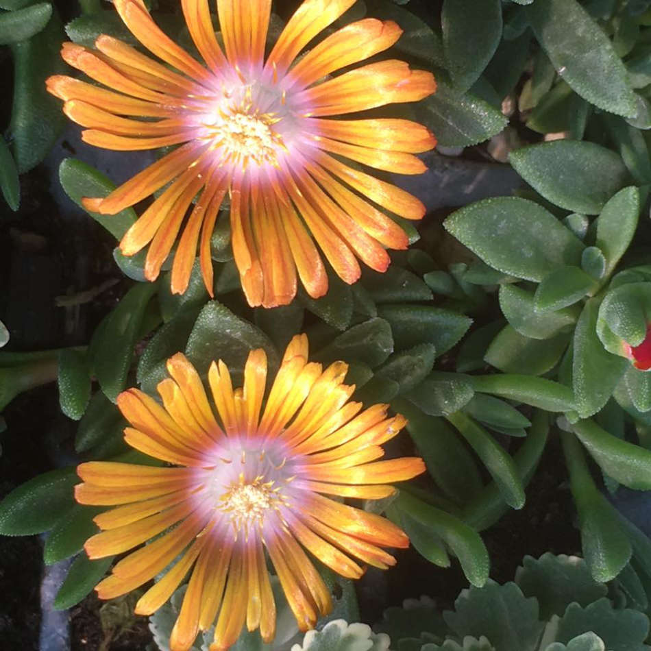 Delospermas Sempervivum