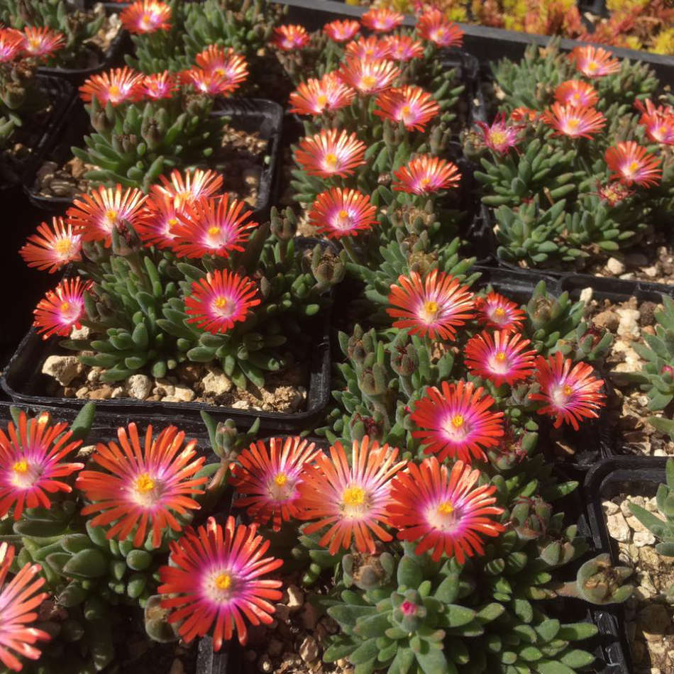 Delospermas Sempervivum
