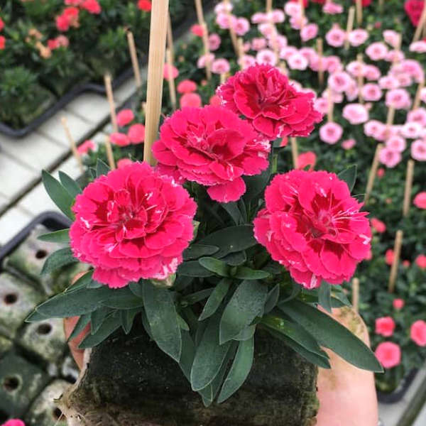 Dianthus caryophyllus rose