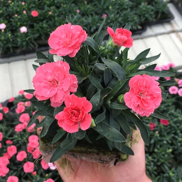 Dianthus caryophyllus rose