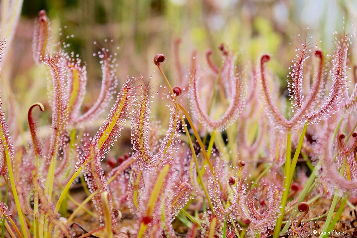 Droseras Pépinière Carniflore