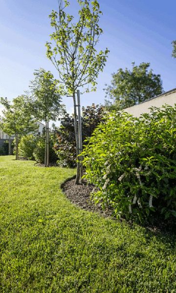 Plantations, nettoyage de massif