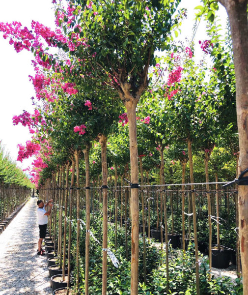 Les plantes fleuries de la Jardinerie Kallenkoot