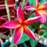 Fleurs de frangipaniers de Plumeria Passion
