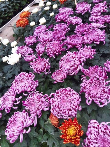 Les plantes fleuries de la Potagère