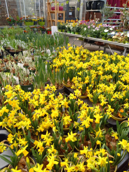 Les fleurs de saison de la Jardinerie Favennec