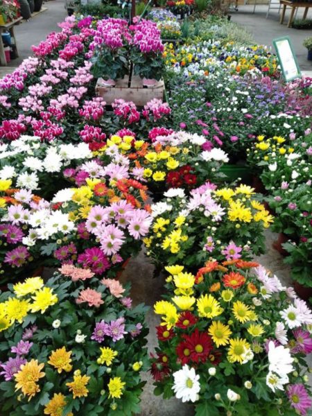Les fleurs des Jardins de Grand Lieu