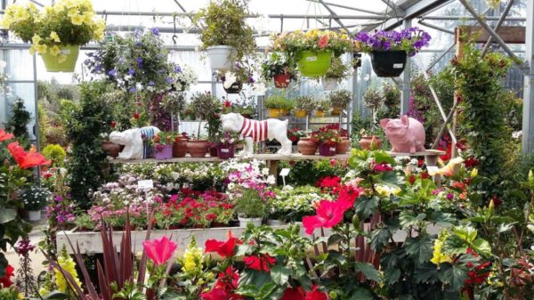 Le marché aux fleurs