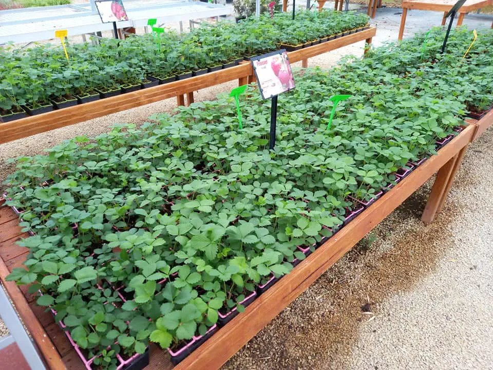 Fraisiers des P&eacute;pini&egrave;res Bourinet