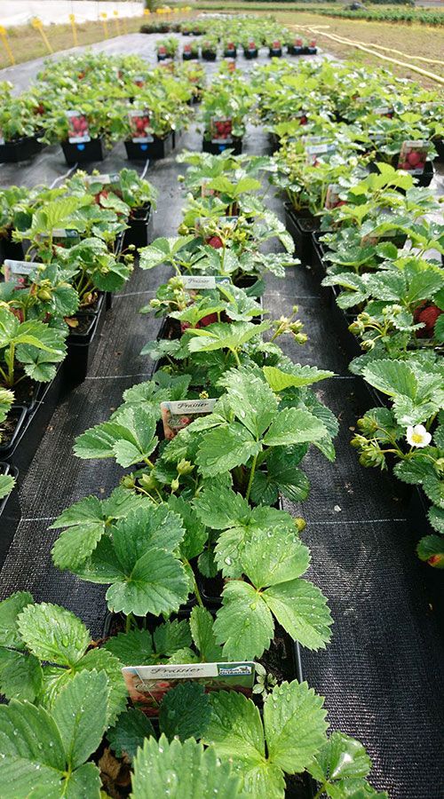 Les plants de fraisiers