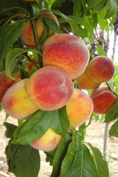 Les fruitiers des Pépinières Chatelain