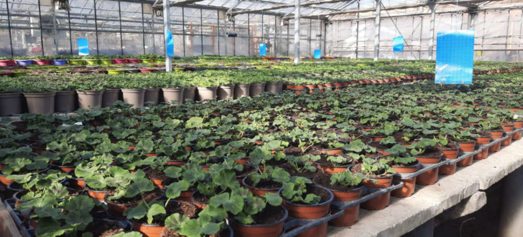 La gamme de plantes de la jardinerie Ferrière Fleurs