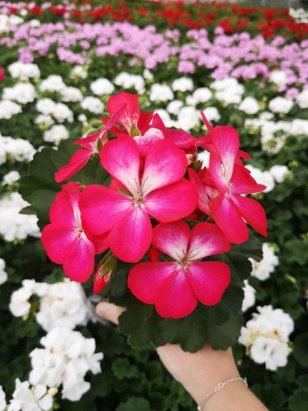 Géranium Fleurs Ernst