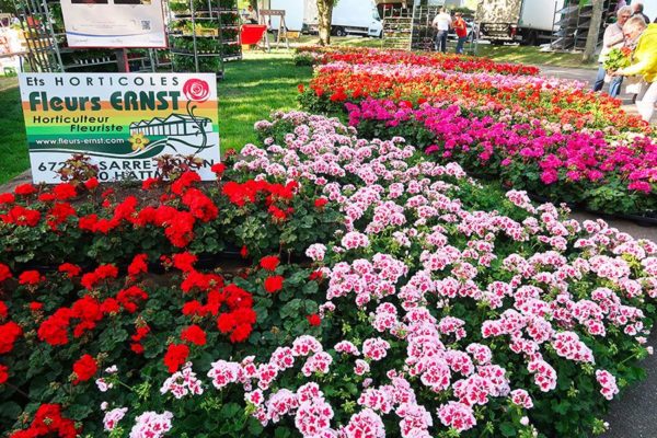 Les géraniums de Fleurs Ernst