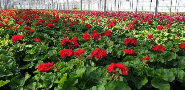 Les géraniums de Merel Horticulture