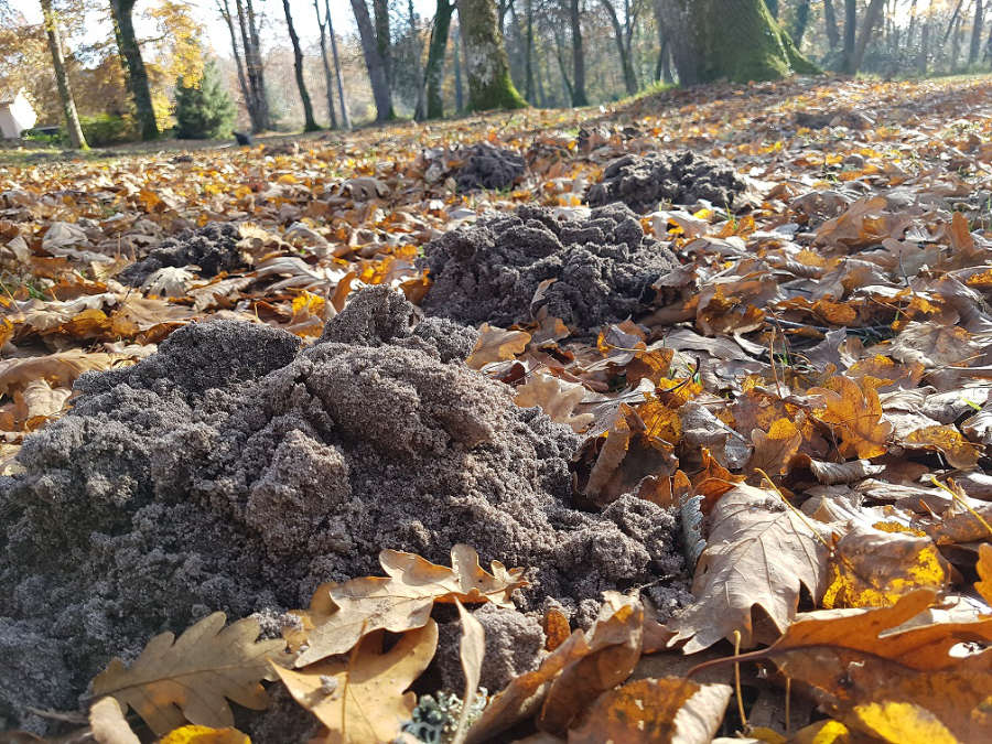 Gironde Taupes Nuisibles
