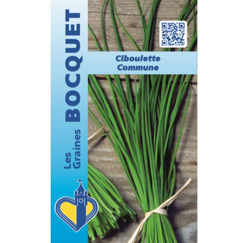 Graines de ciboulette