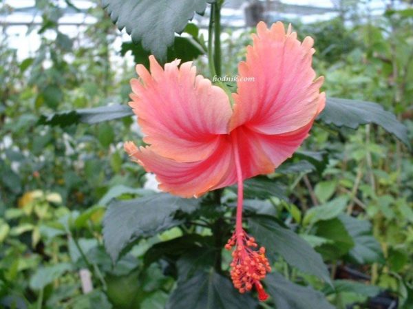 Plantes tropicales pépinière Hodnik