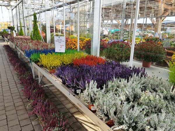 Horticulture florale
